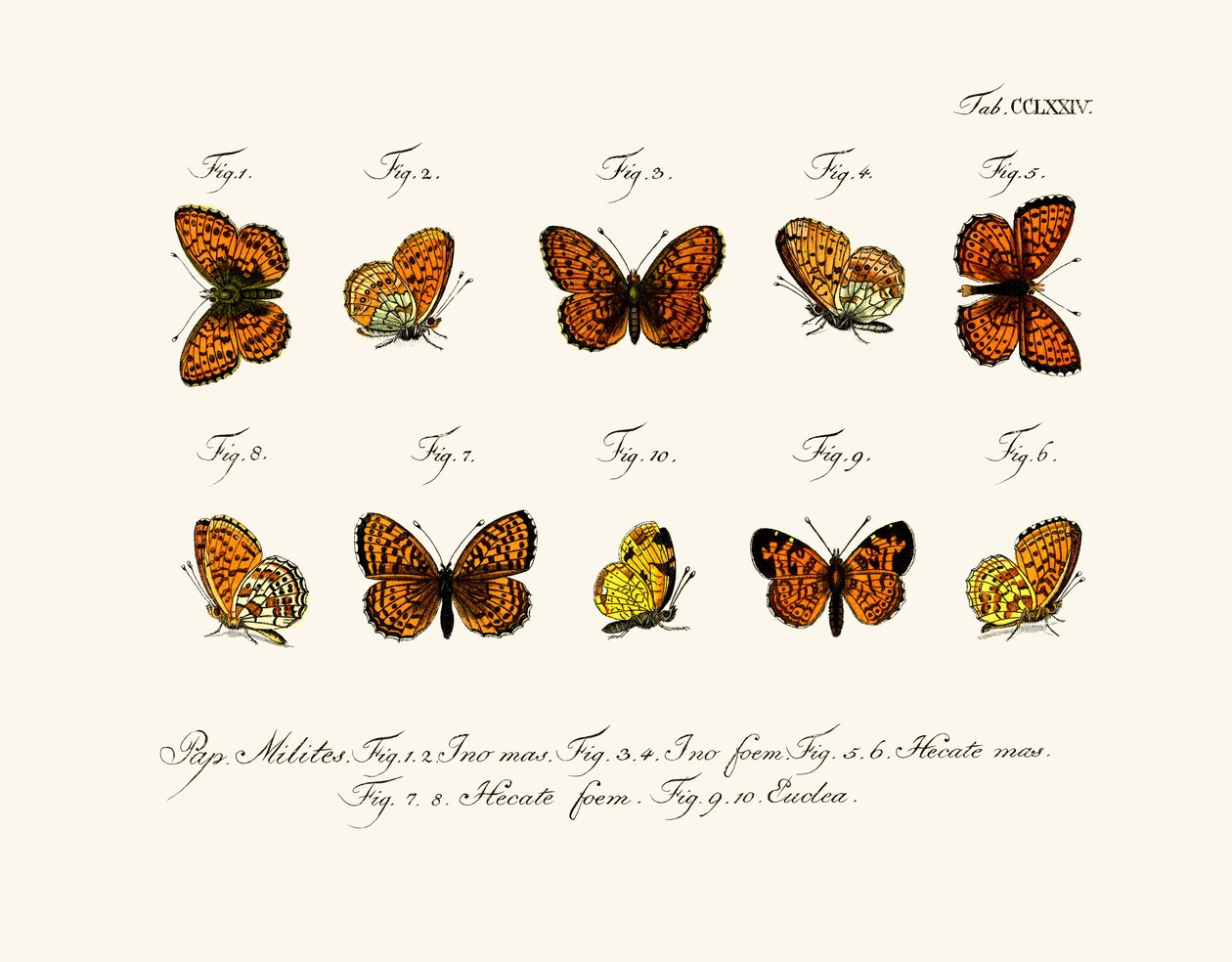 Mariposas de German School