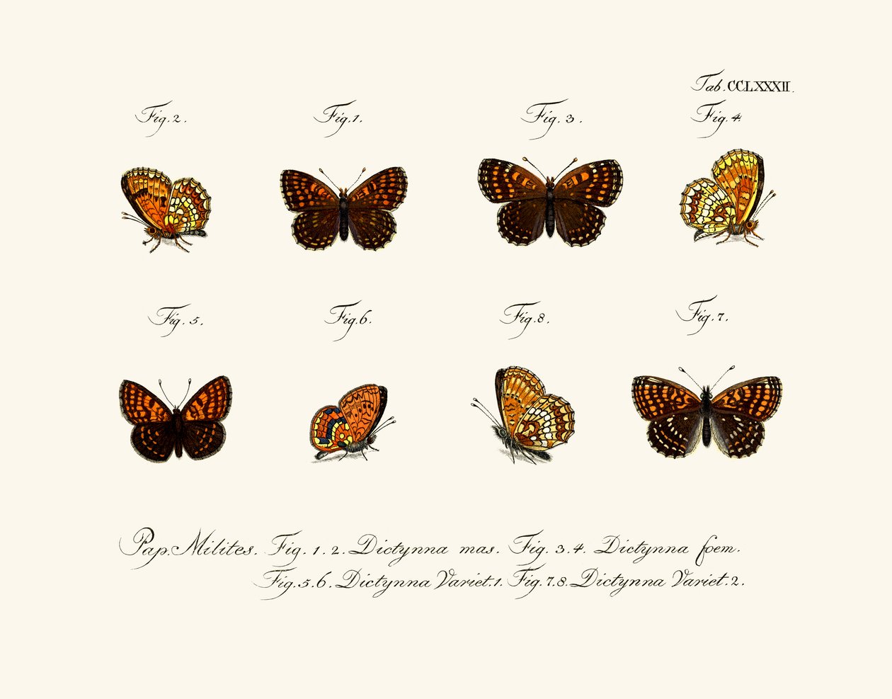 Mariposas de German School