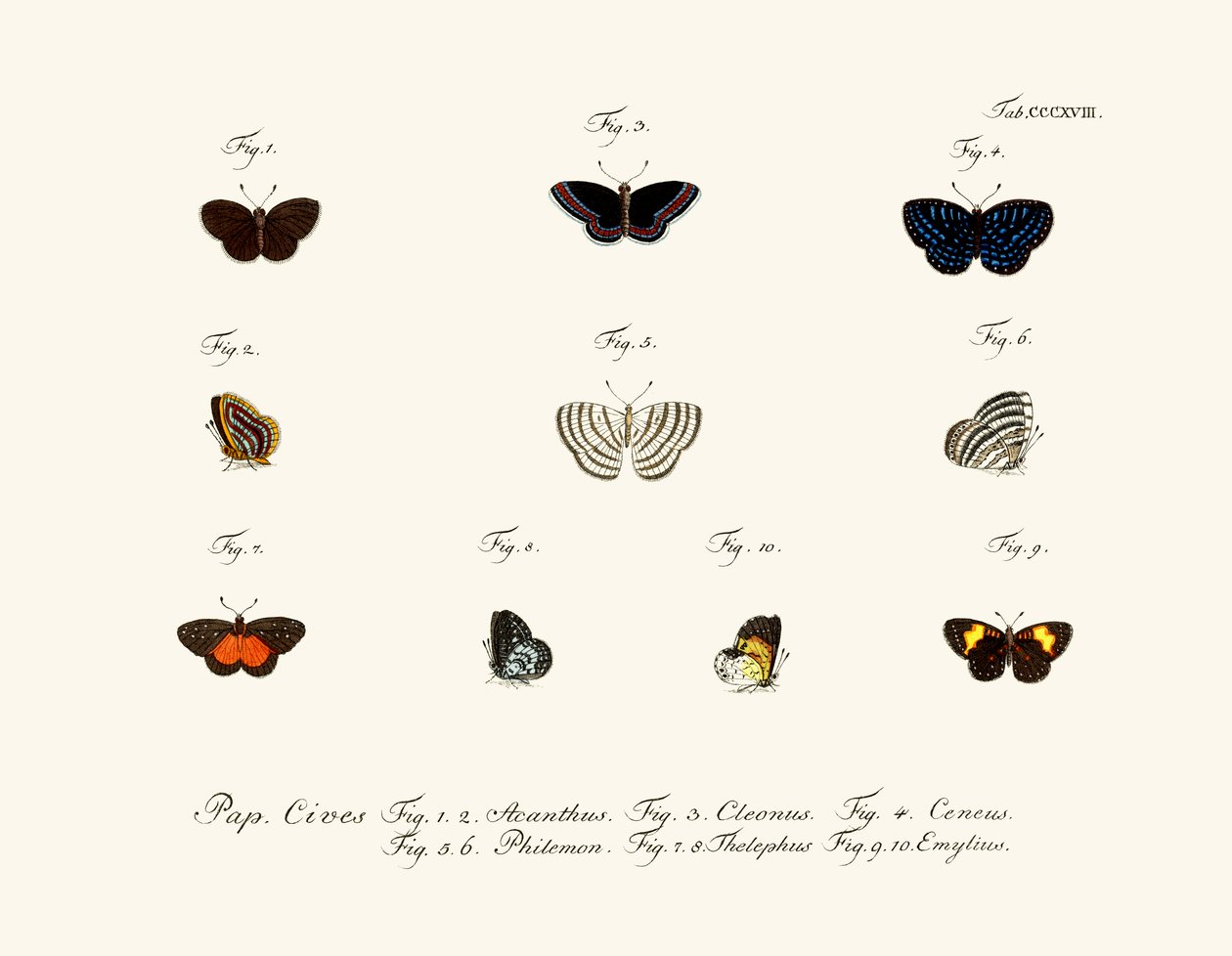 Mariposas de German School