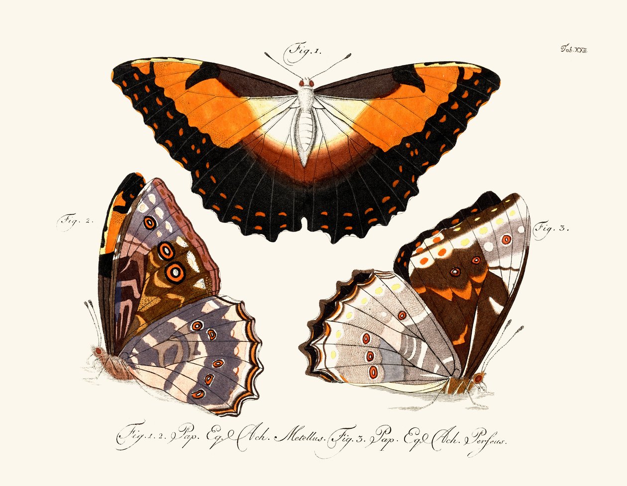Mariposas de German School