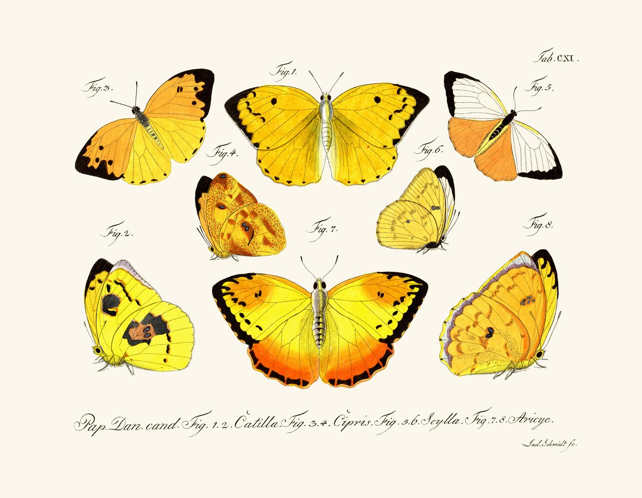 Mariposas, 1783-1806 de German School