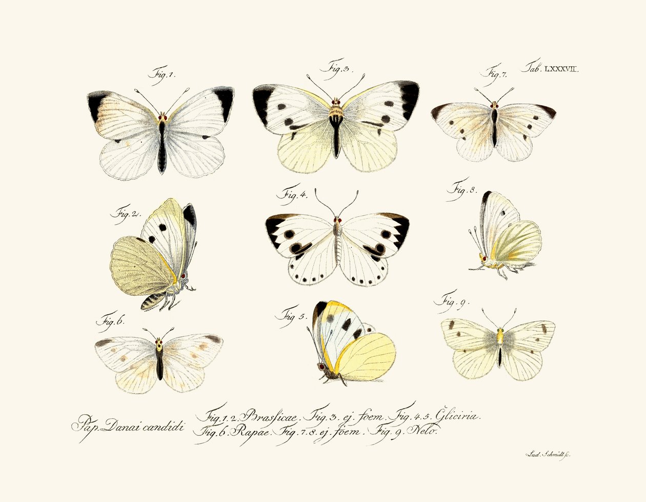 Mariposas, 1783-1806 de German School
