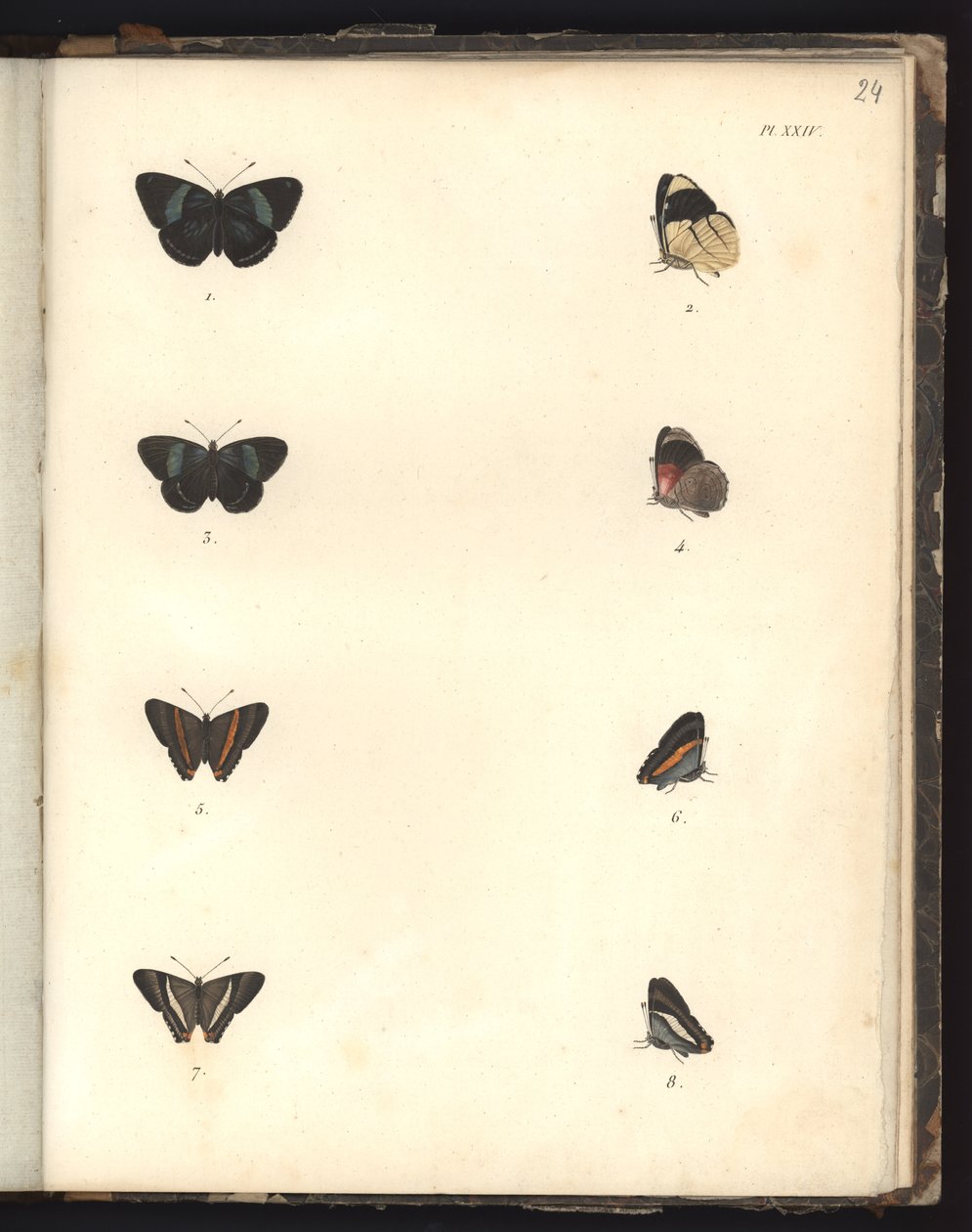 Mariposas, Pl. XXIV, ilustración de Recueil d