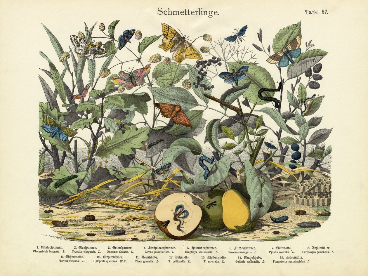 Mariposas, c.1860 de German School