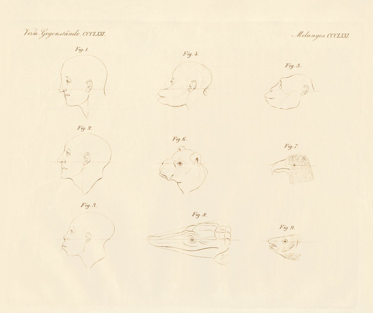 Ángulos faciales de Camper de German School