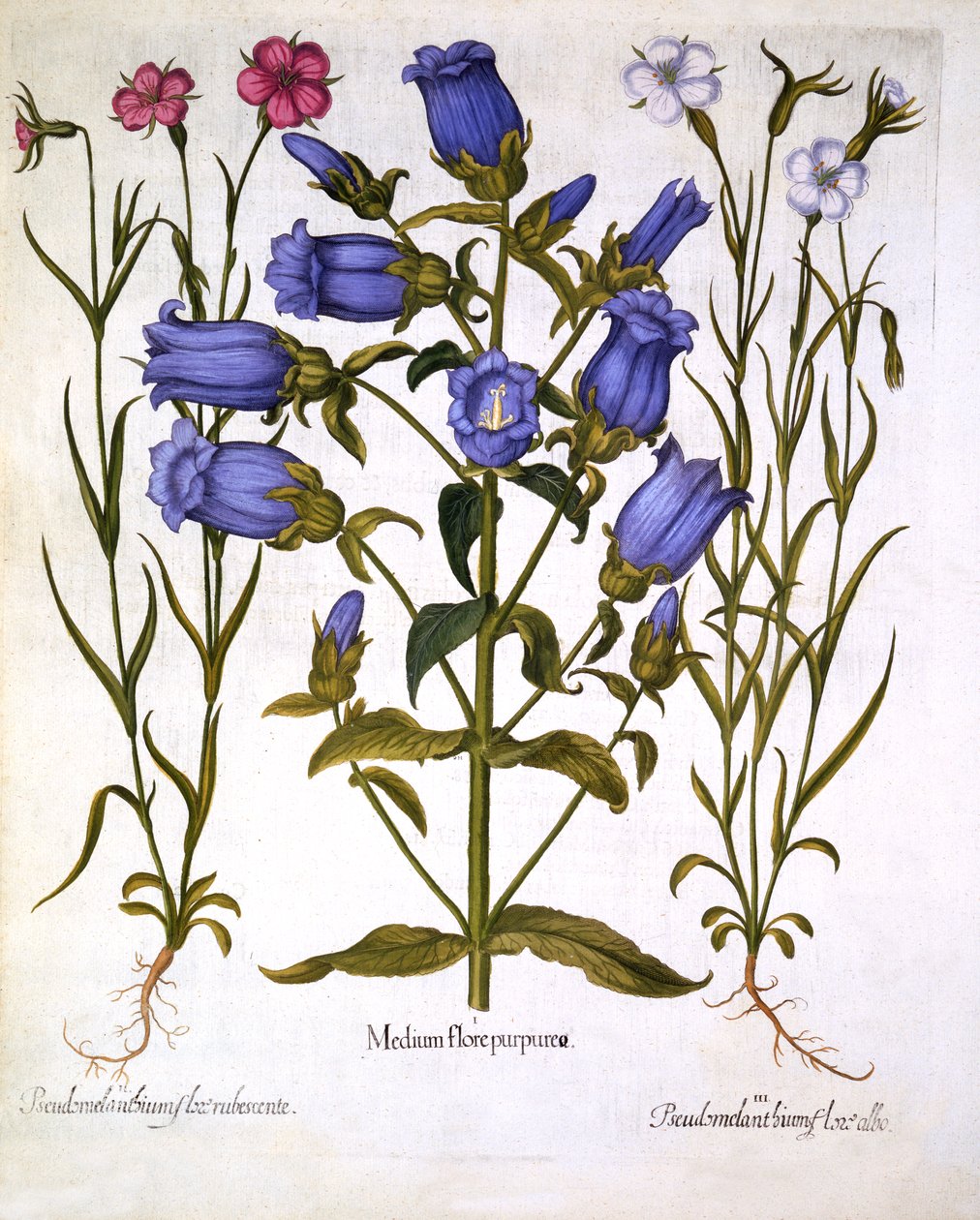 Campanillas de Canterbury y Gachas de Maíz, de Hortus Eystettensis, por Basil Besler, pub. 1613 de German School
