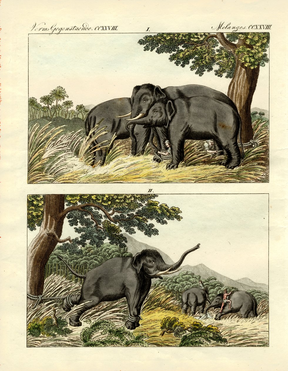 Captura de elefantes con elefante señuelo de German School