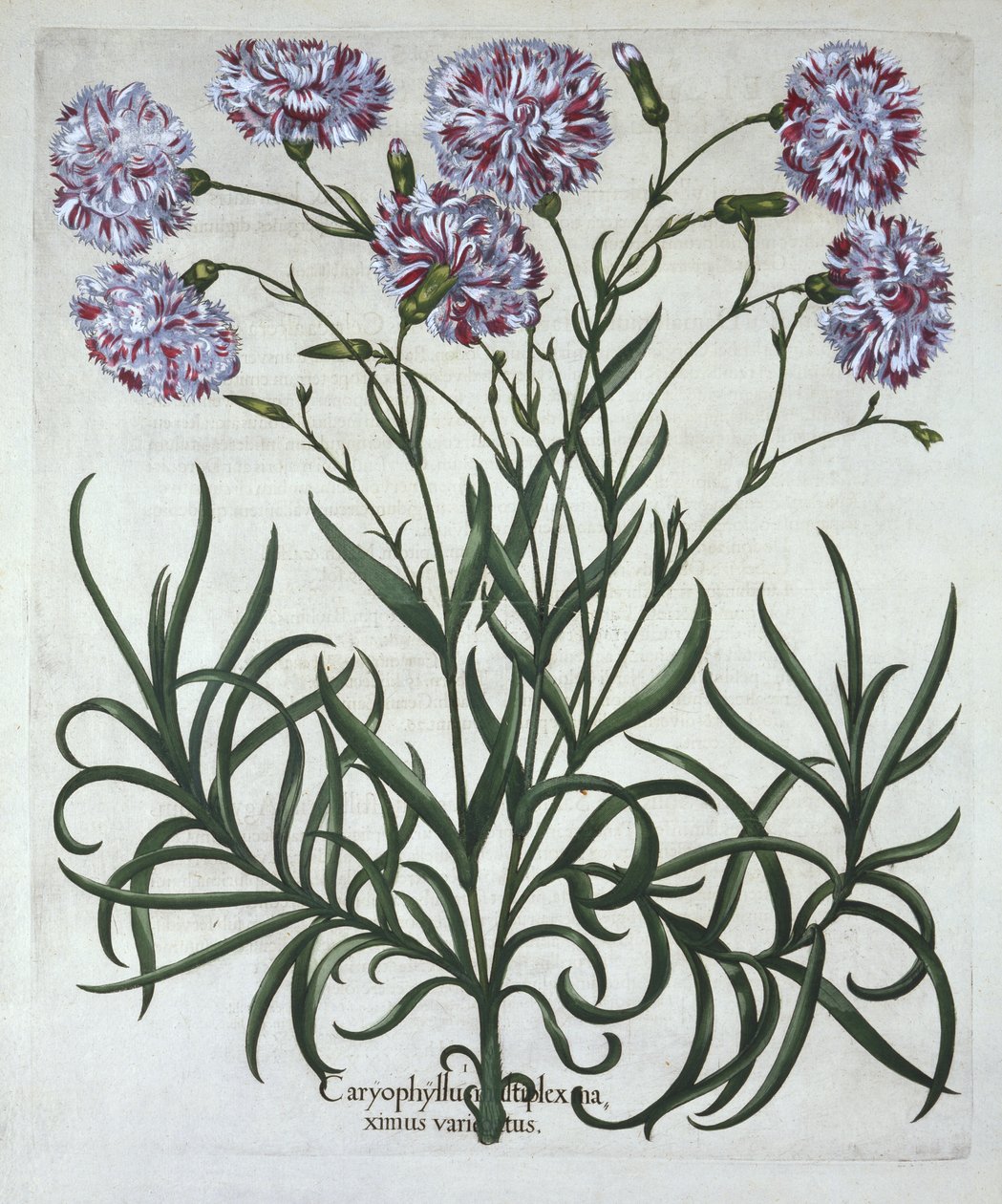 Clavel, de Hortus Eystettensis, por Basil Besler (1561-1629), pub. 1613 de German School