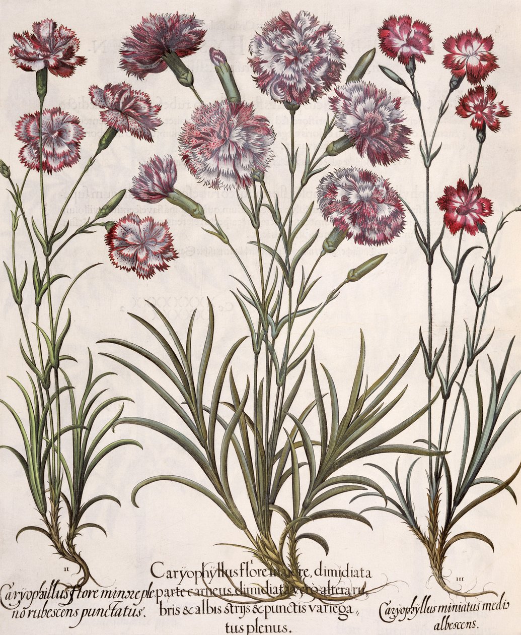 Claveles: 1.Caryophyllus flore majore; 2. Caryophyllus flore minor pleno rubescens punctatus; 3.Caryophyllus miniatus medis albescens, del Hortus Eystettensis por Basil Besler (1561-1629), pub. 1613 de German School