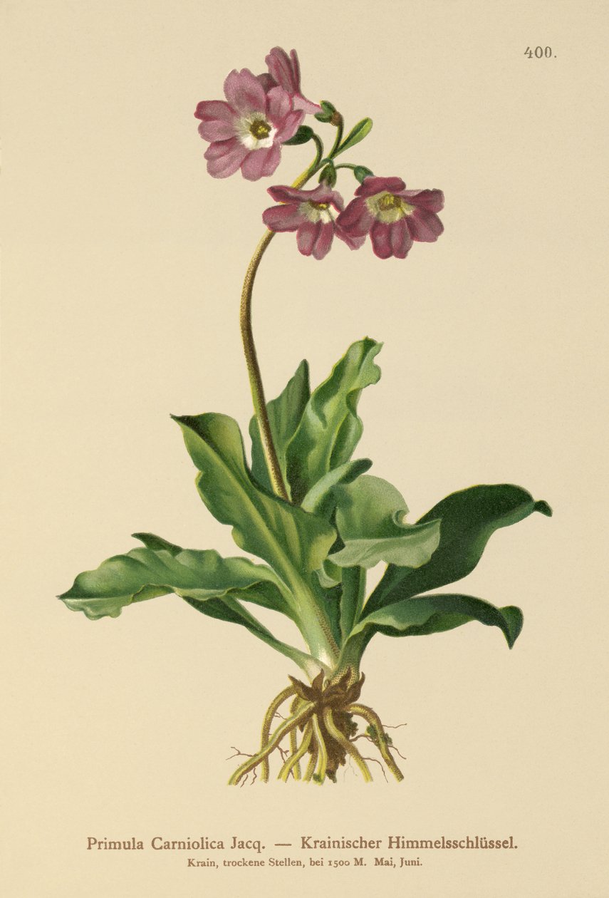 Primavera carniola (Primula Carniolica) de German School