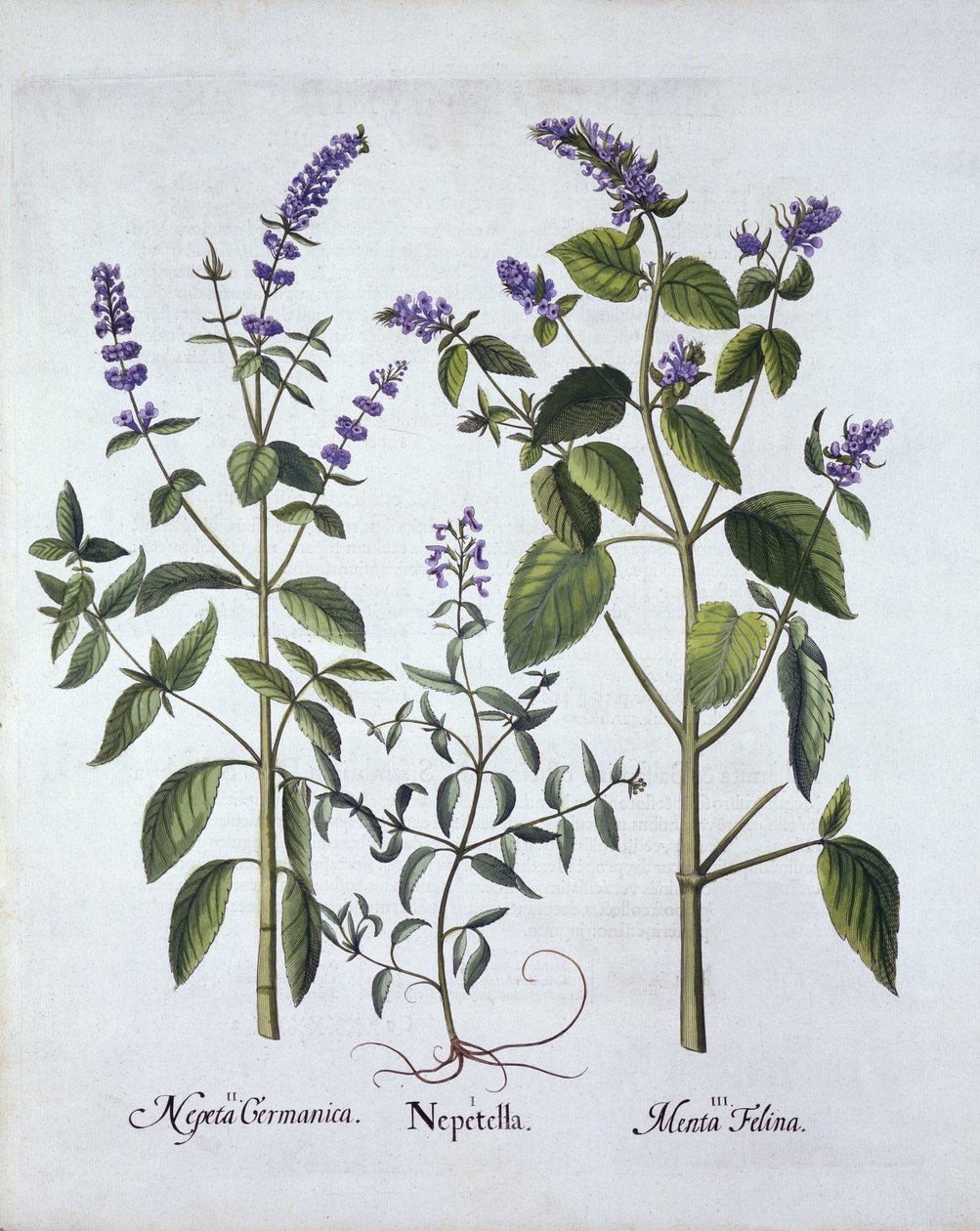 Menta de Gato y Nepeta, de Hortus Eystettensis, por Basil Besler (1561-1629), pub. 1613 de German School