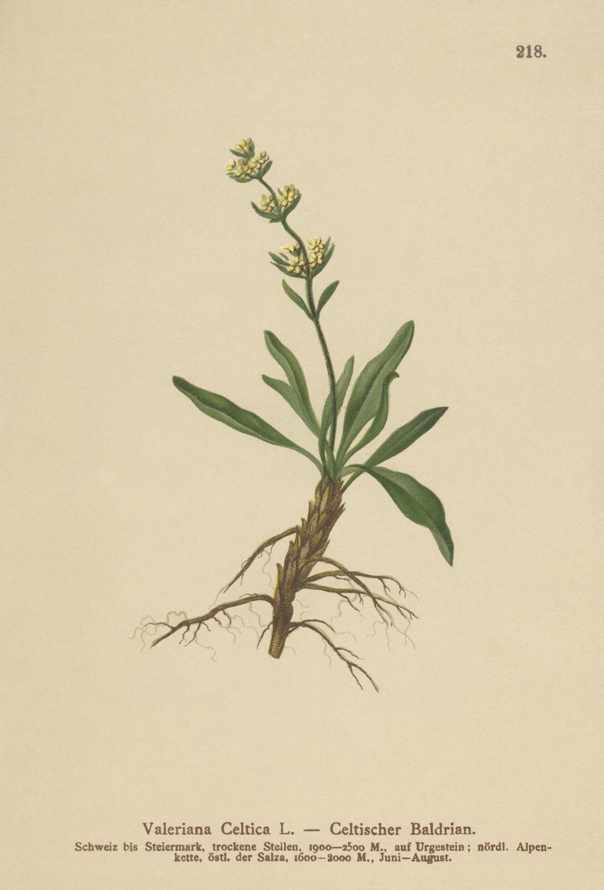 Espicanardo celta (Valeriana celtica) de German School