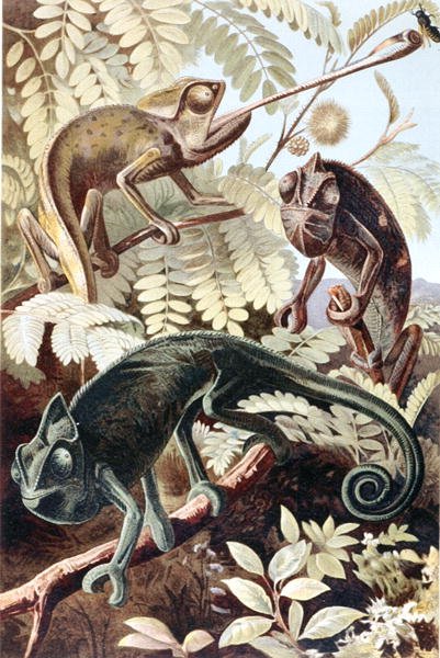 Camaleón, lámina de "Brehms Tierleben: Allgemeine Kunde des Tierreichs", vol.7, p.171, publicado por Bibliographisches Institut de German School