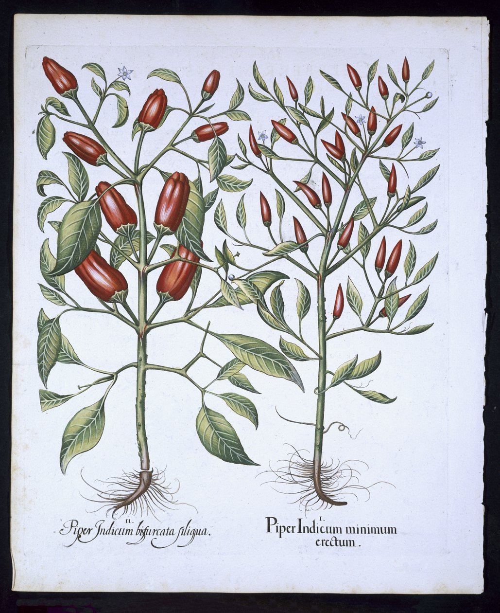Plantas de chile, de Hortus Eystettensis por Basil Besler, pub. 1613 de German School