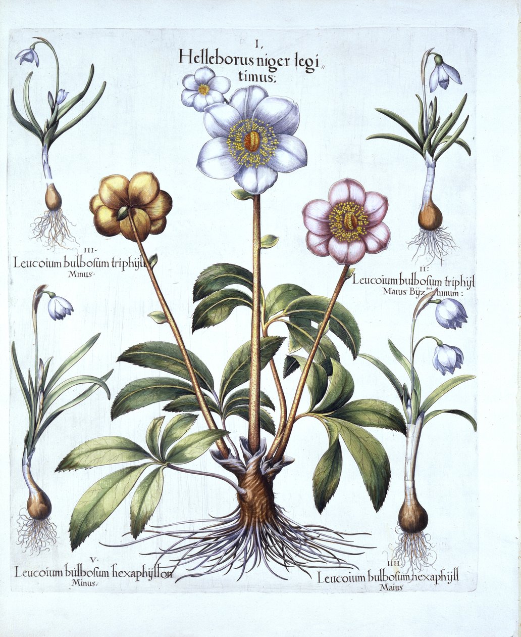 Rosa de Navidad y variaciones de campanilla, de Hortus Eystettensis, por Basil Besler, pub. 1613 de German School