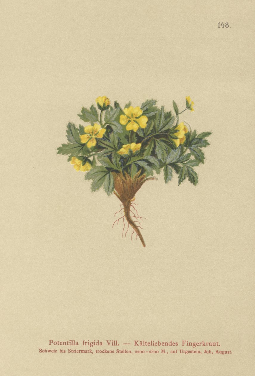 Potentilla (Potentilla frigida, Potentilla glacialis, Potentilla helvetica) de German School