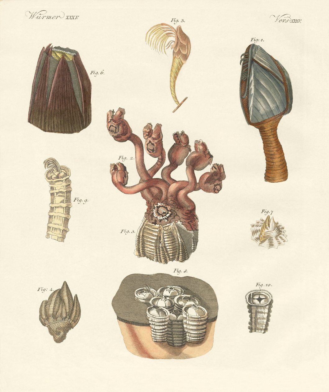 Cirrípedos, gusanos de cerdas o braquiópodos de German School