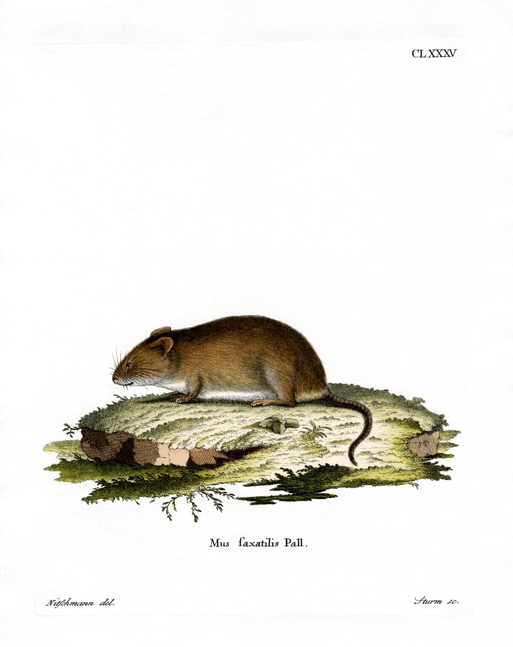 Ratón de acantilado de German School