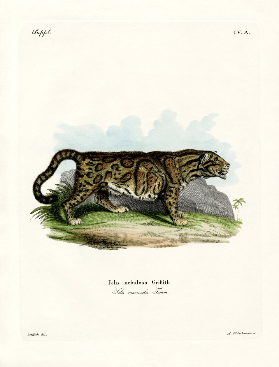 Leopardo nublado de German School