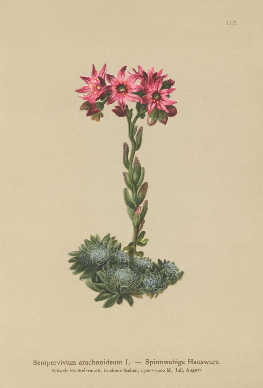 Siempreviva de telaraña (Sempervivum arachnoideum, Sedum arachnoideum, Sempervivum sanguineum) de German School