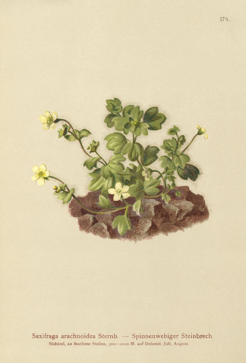 Saxífraga de telaraña (Saxifraga arachnoidea) de German School