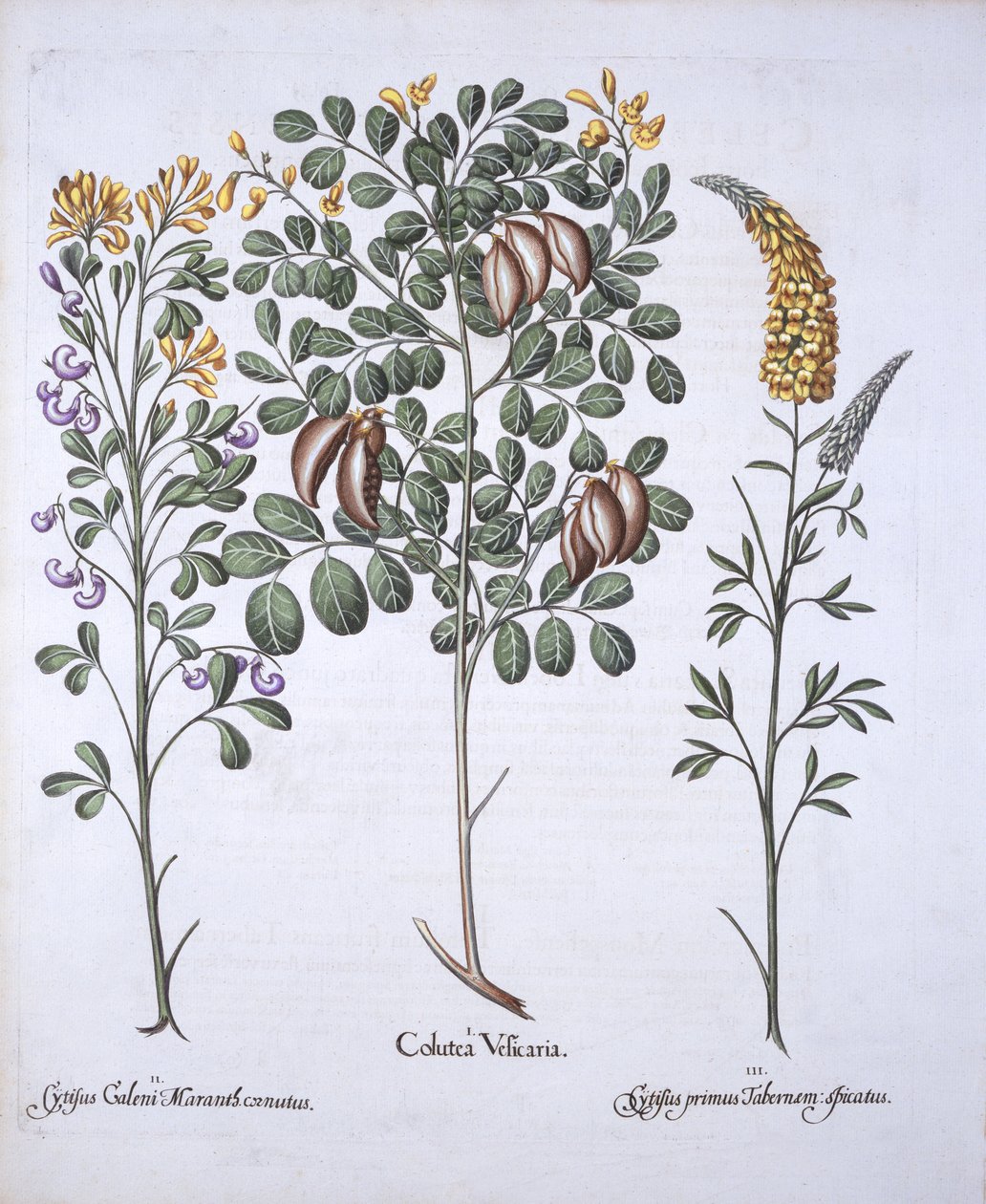 Árbol de Colutea y Variedades de Cytisus, de Hortus Eystettensis, por Basil Besler, pub. 1613 de German School