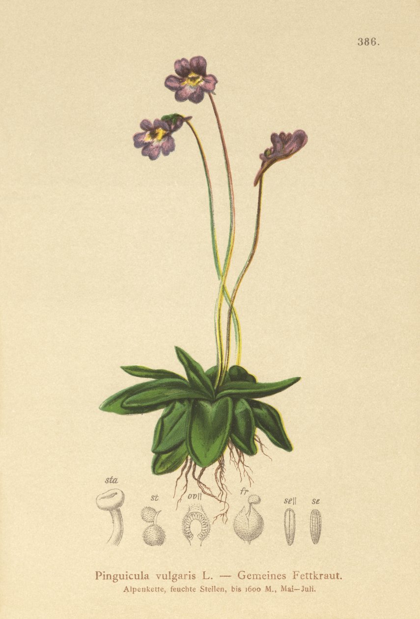 Grasilla común (Pinguicula vulgaris) de German School