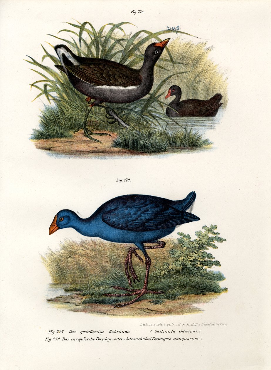 Gallineta común, 1864 de German School