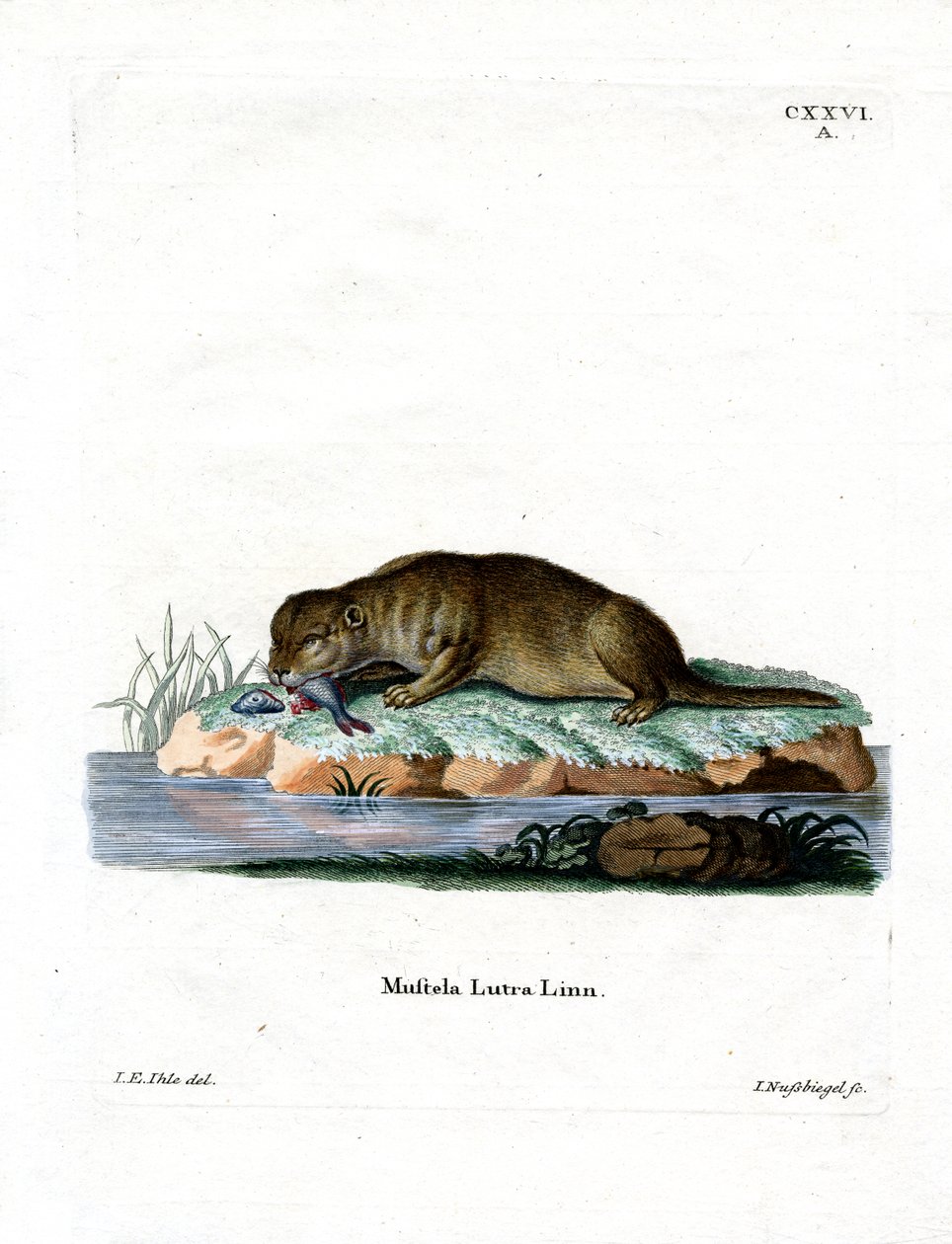 Nutria Común de German School