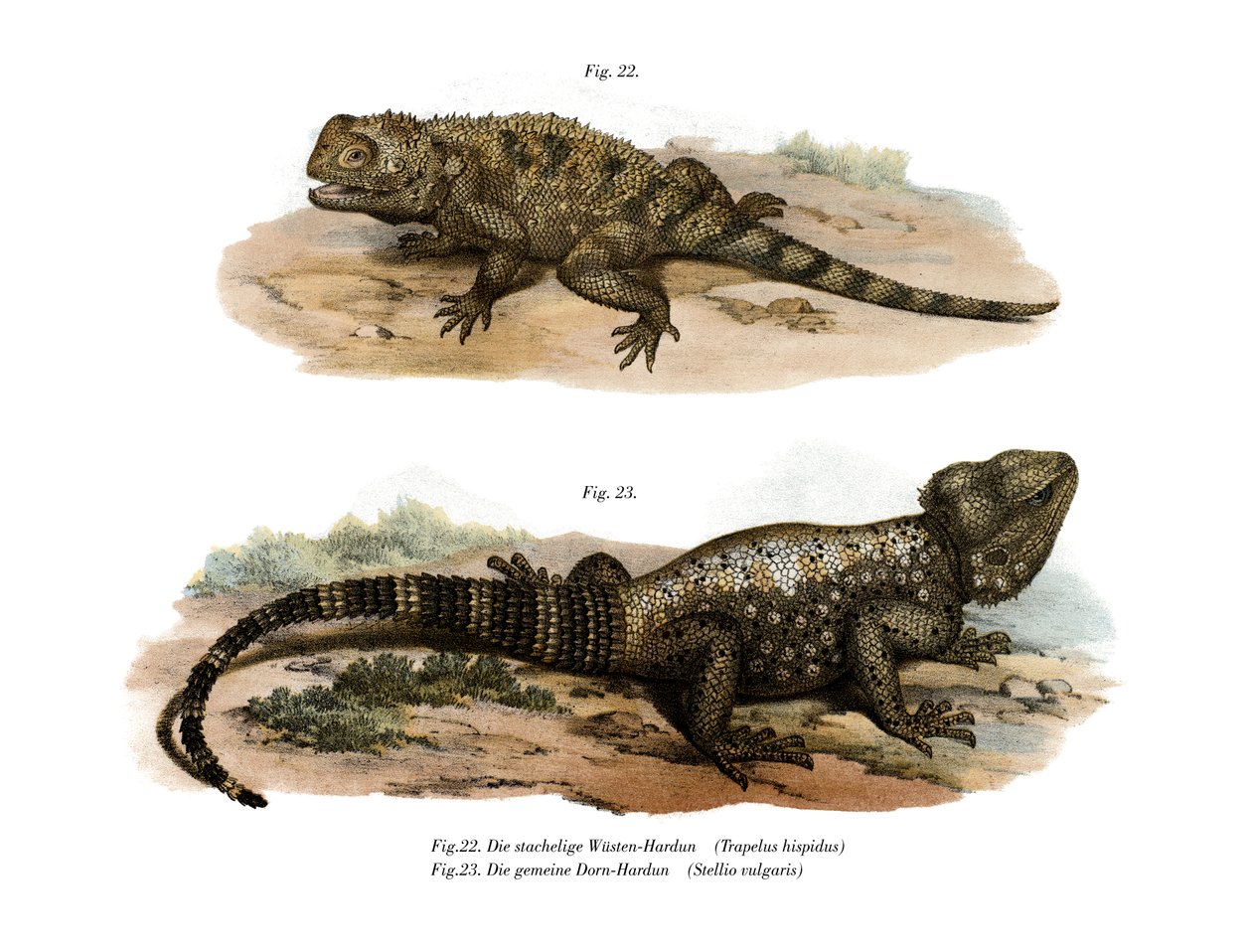 Agama espinosa común de German School