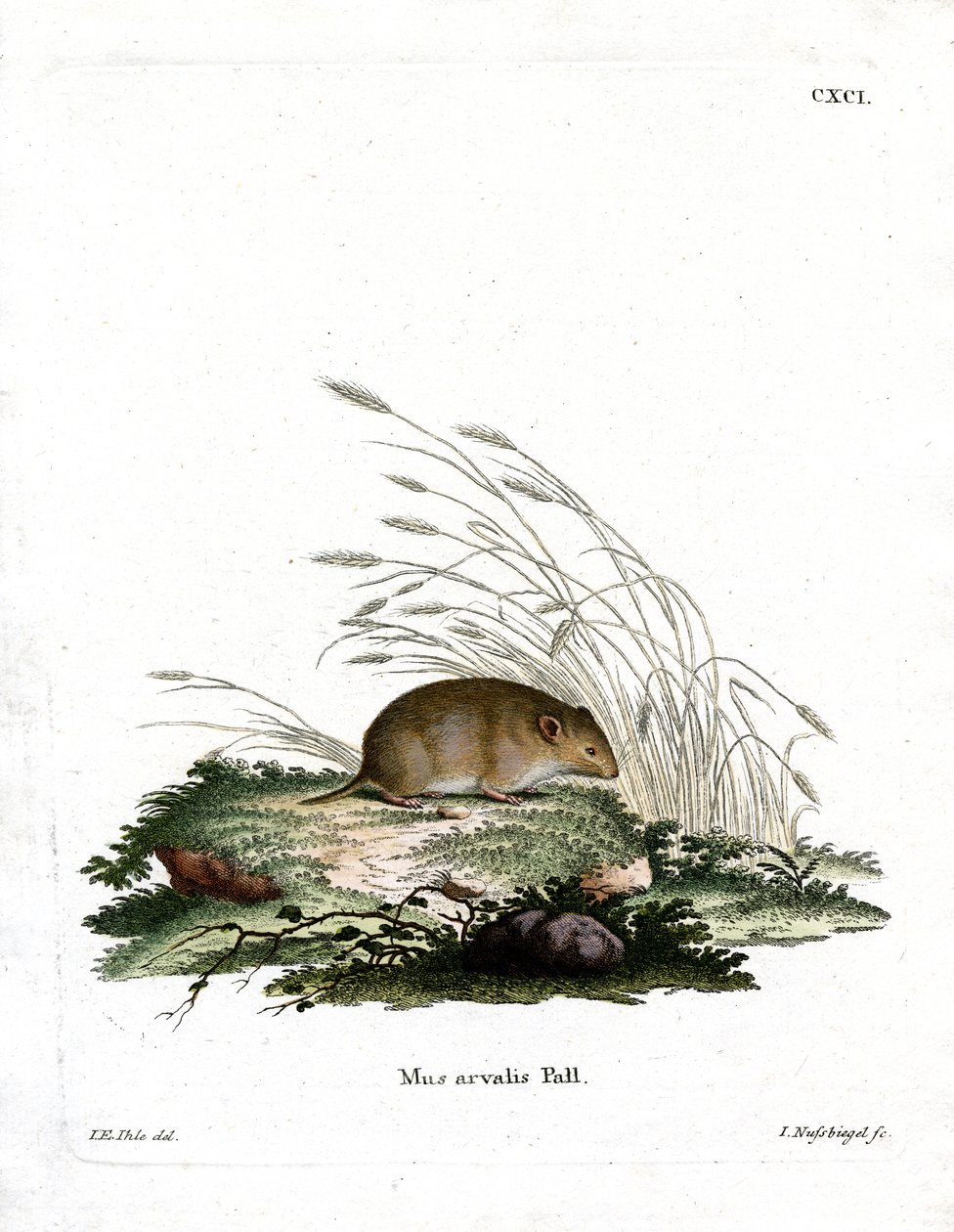 Vole Común de German School
