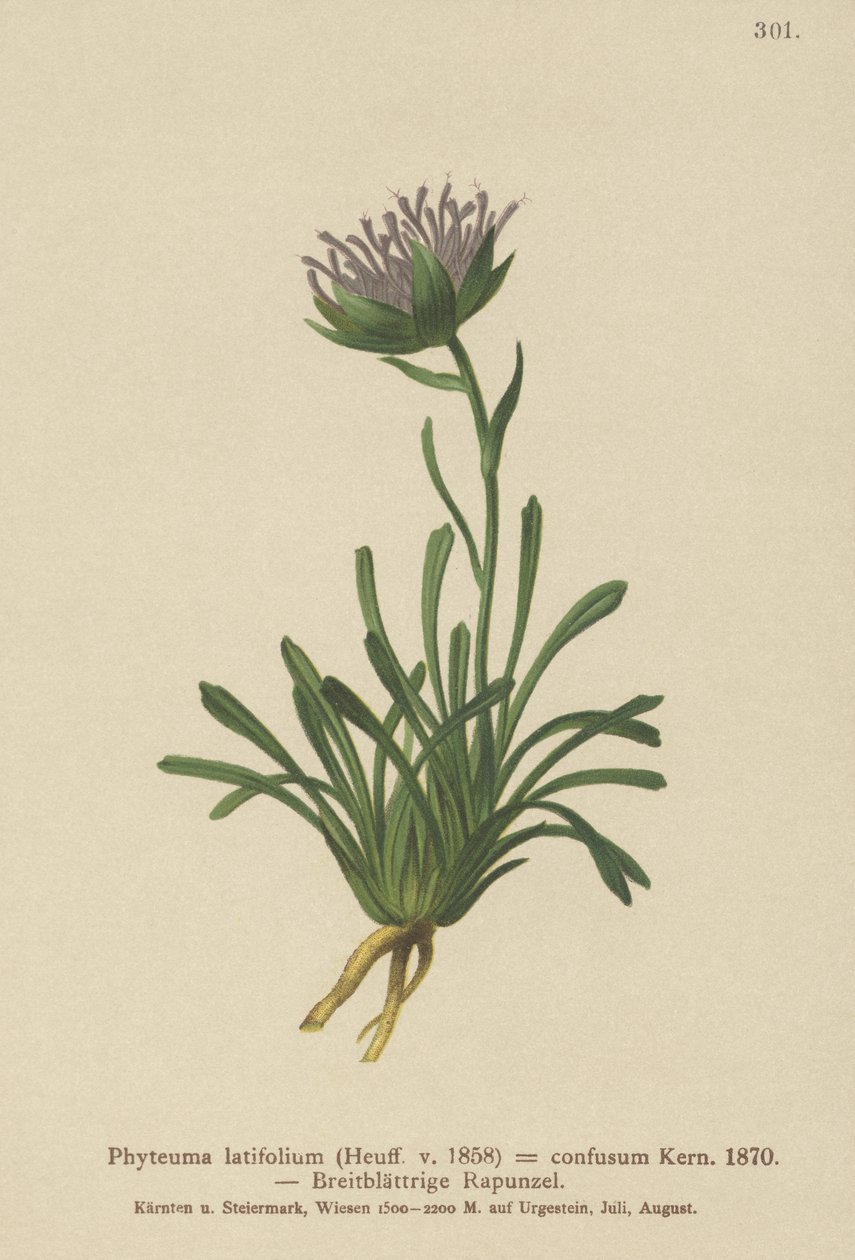 Rampion confuso (Phyteuma confusum, Phyteuma latifolium, Phyteuma hemisphaericum ssp. confusum, Phyteuma nanum) de German School
