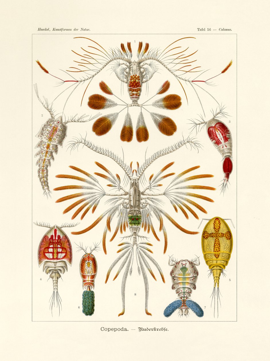 Copepoda de German School