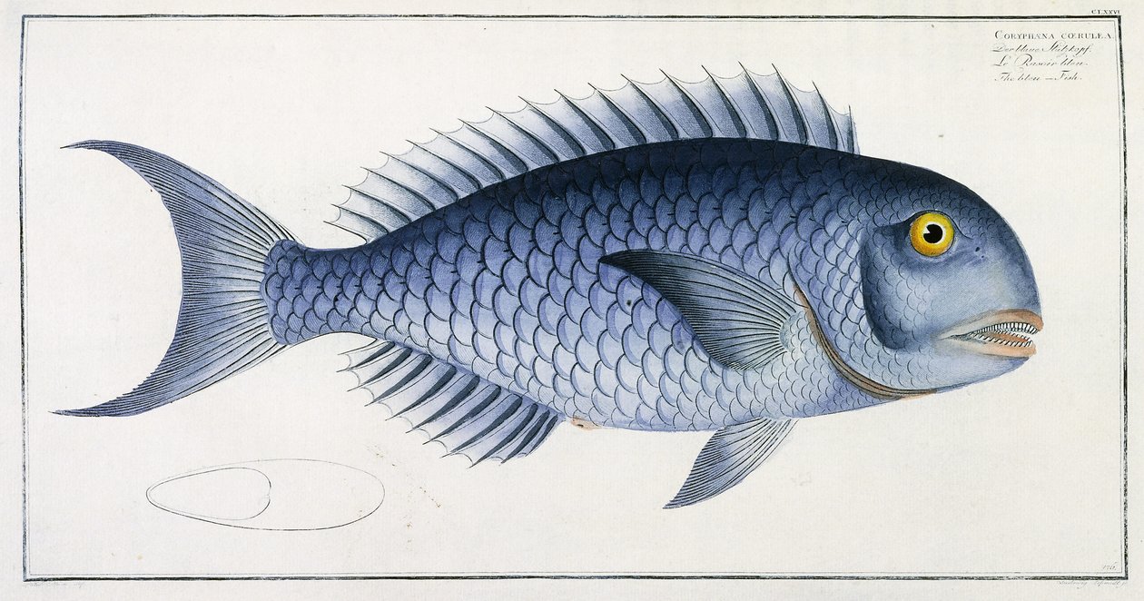 Coryphaena Coerulea de German School
