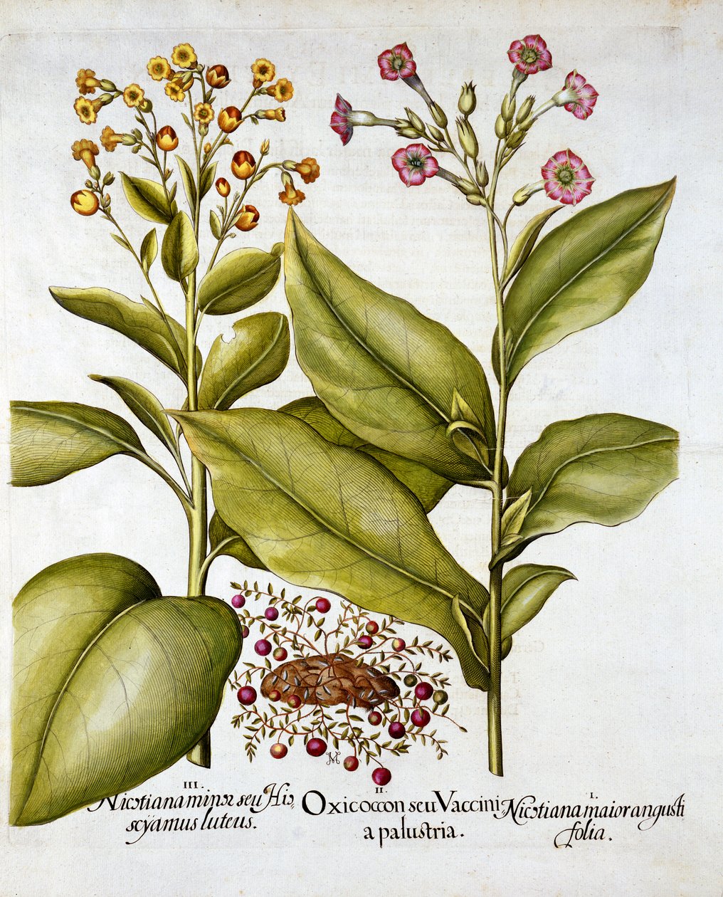 Arándano y tabaco floreciente, de Hortus Eystettensis, por Basil Besler, pub. 1613 de German School