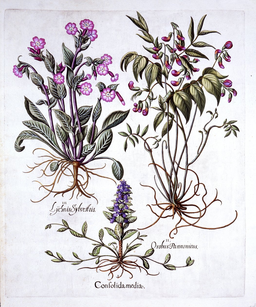 Bugula Rastrera, Vicia de Primavera y Silene Roja, de Hortus Eystettensis, por Basil Besler, pub. 1613 de German School