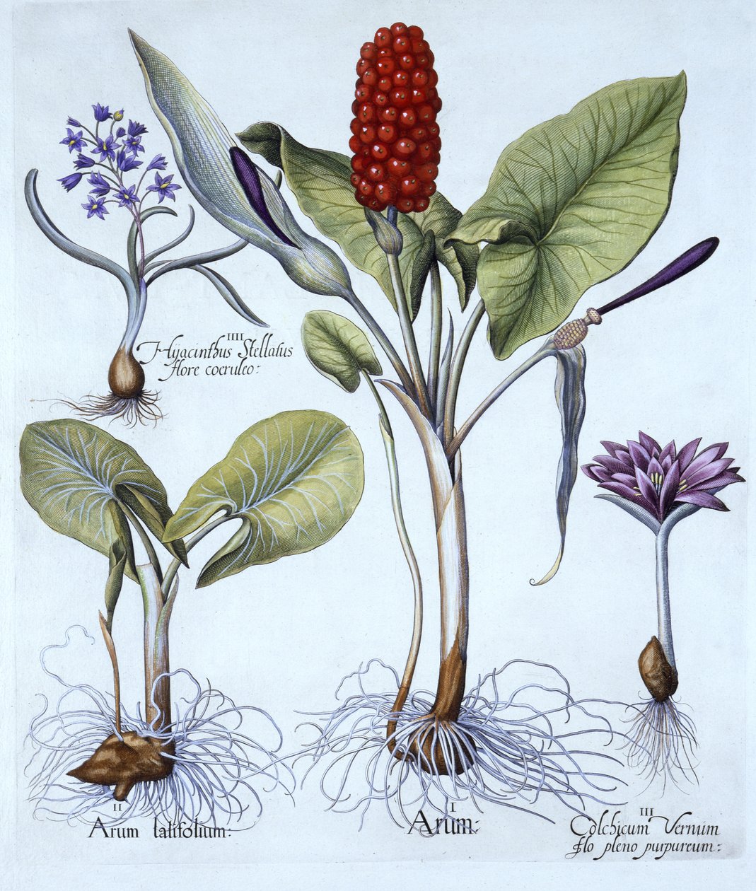 Arum maculatum, Colchicum vernum, Scilla, de Hortus Eystettensis, por Basil Besler (1561-1629), pub. 1613 de German School