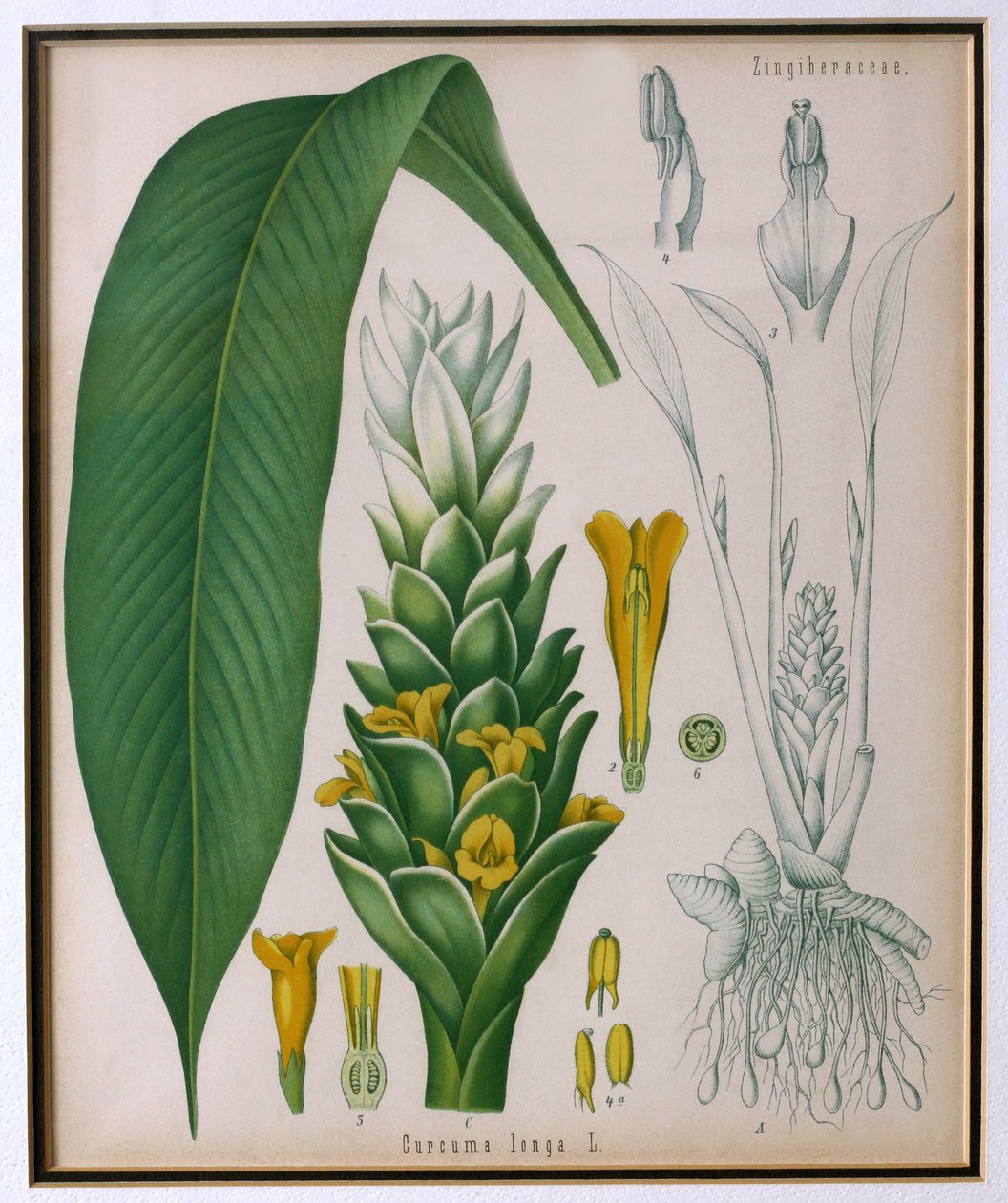 Curcuma longa (cúrcuma) de Plantas Medicinales de Kohler por Franz Eugen Kohler de German School