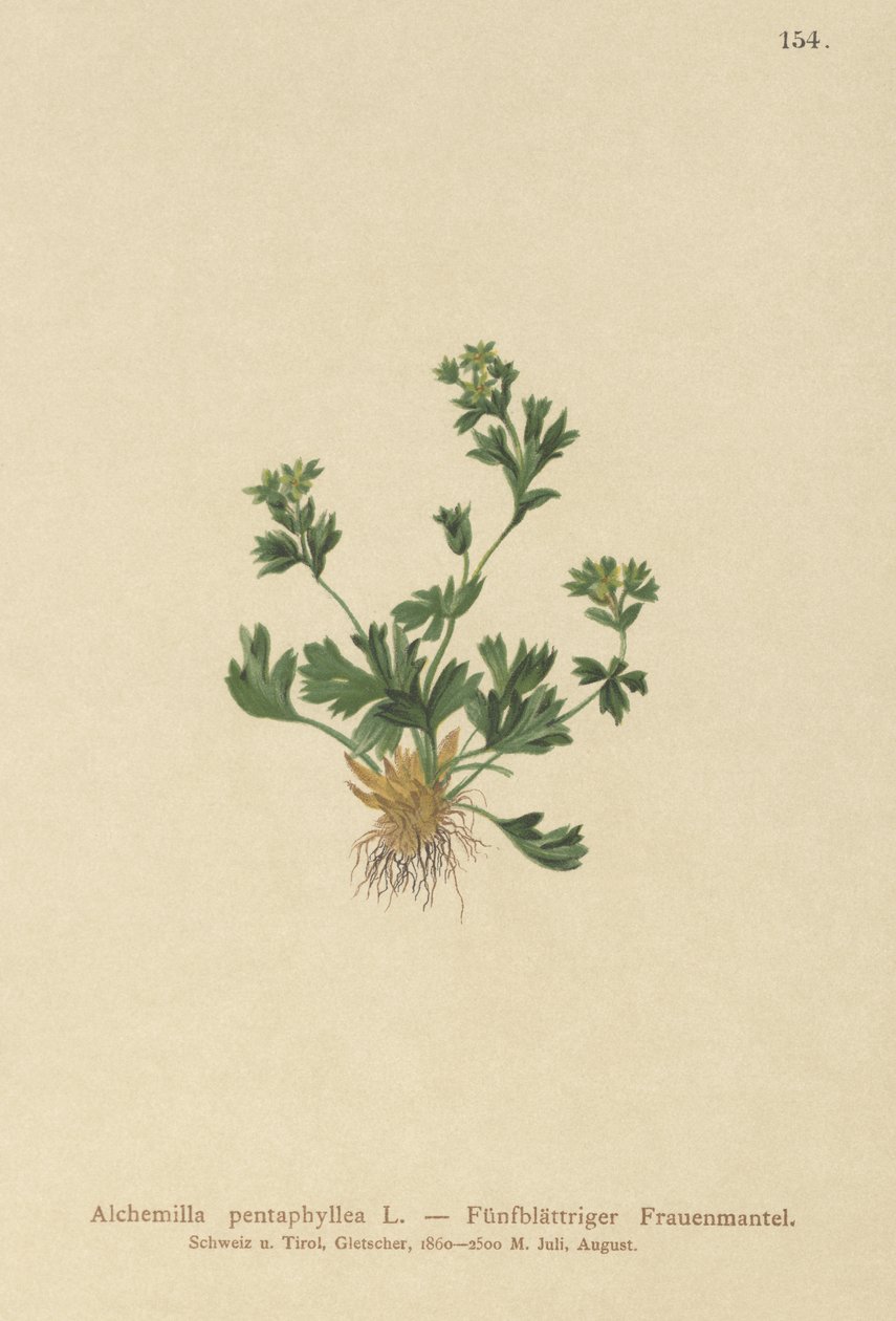 Alquimila de hojas cortadas (Alchemilla pentaphyllea) de German School