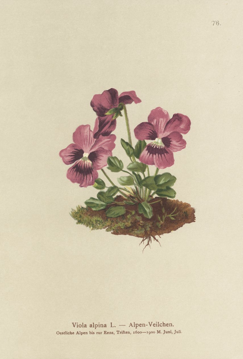 Ciclamen, Violeta alpina de German School
