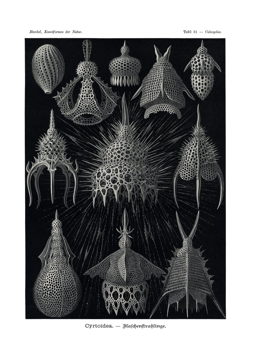 Cyrtoidea, 1899-1904 de German School