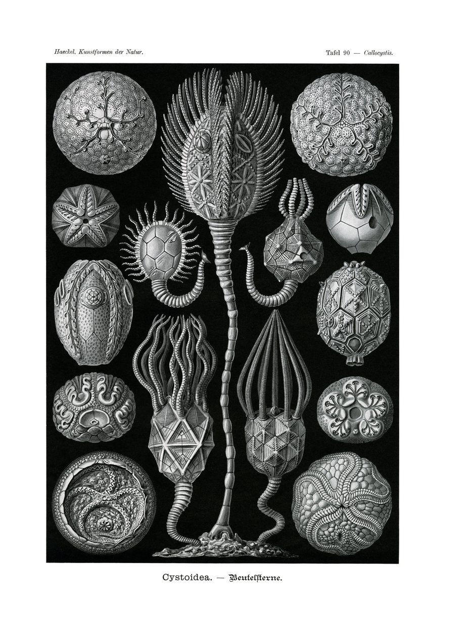 Cystoidea de German School