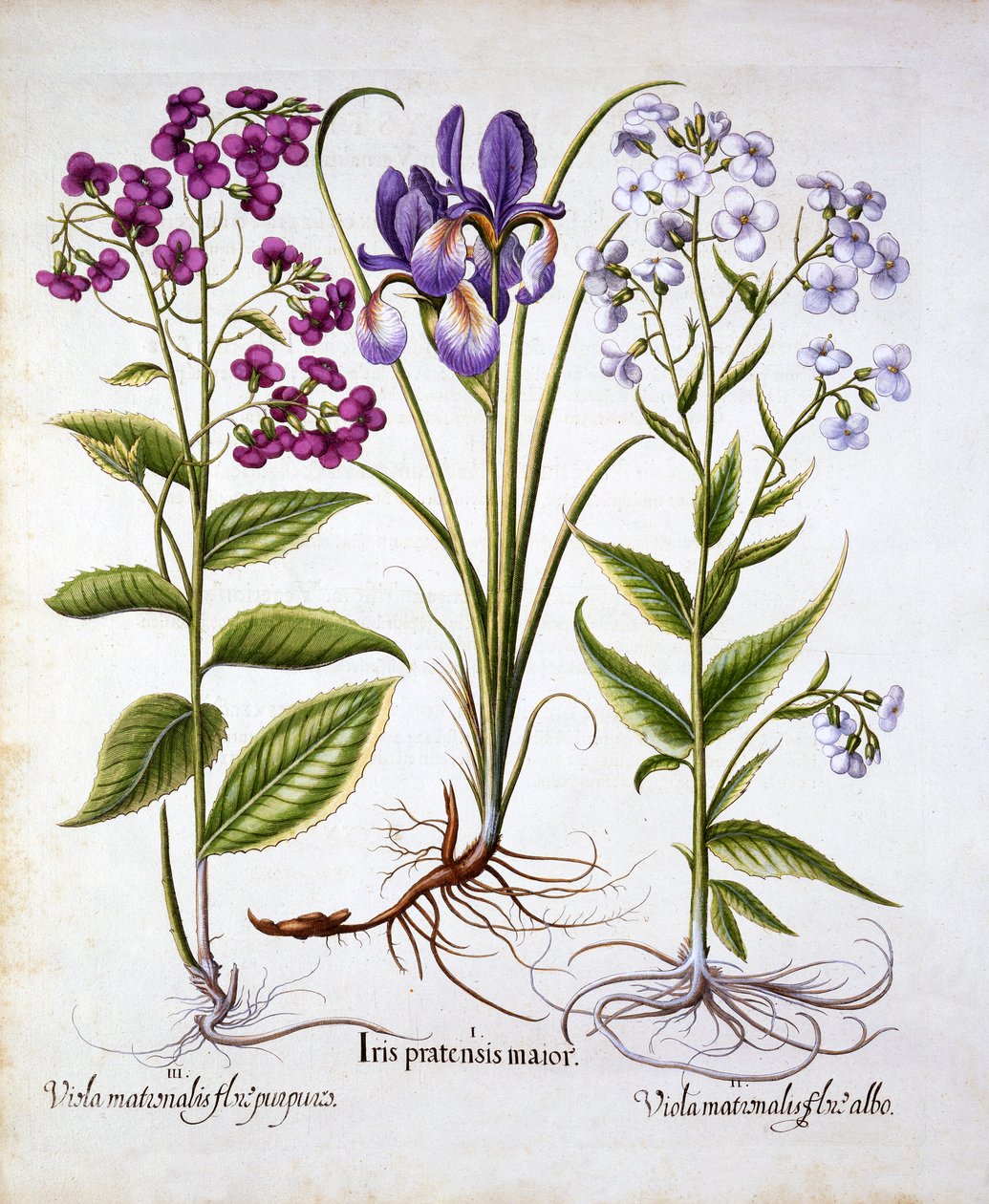 Violeta de Damas y un Iris de Campo, de Hortus Eystettensis, por Basil Besler, pub. 1613 de German School