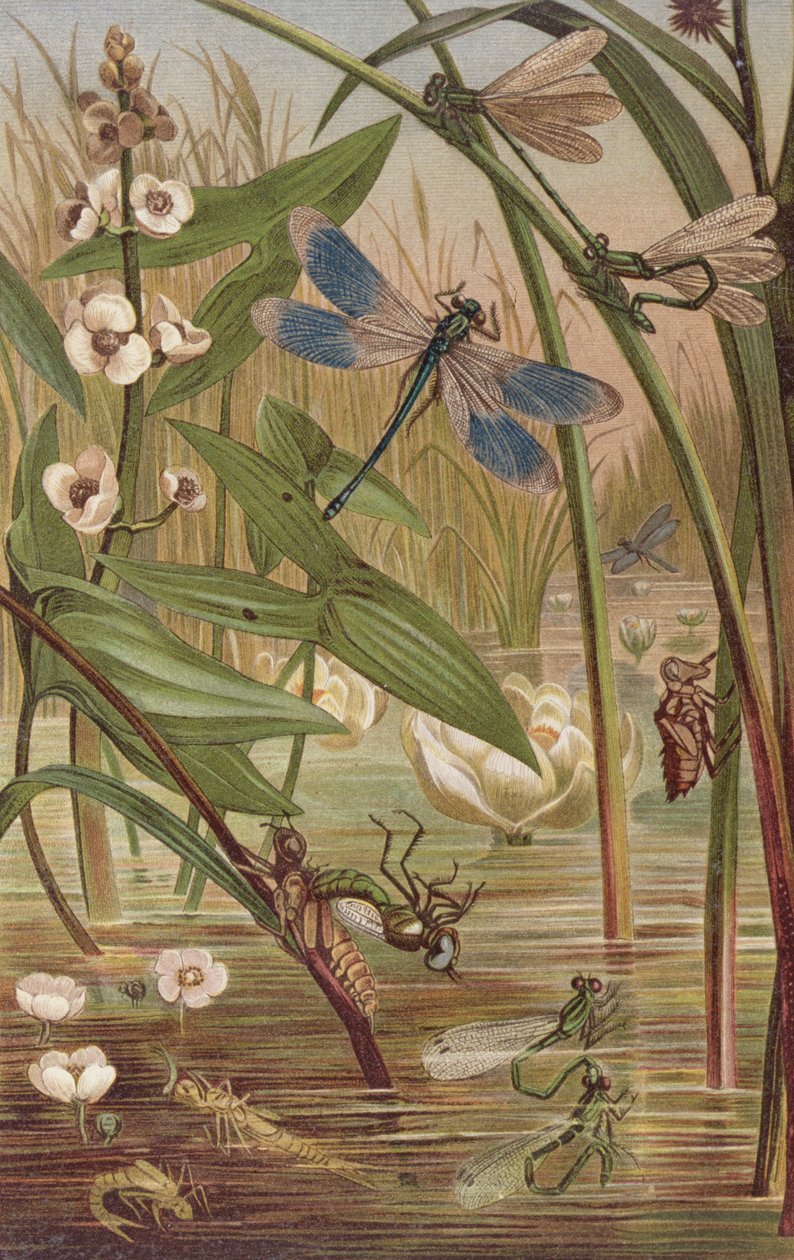 Eclosión de caballito del diablo, lámina de Brehms Tierleben: Allgemeine Kunde des Tierreichs, vol.9, p.554, publicado por Bibliographisches Institut, 1892 de German School