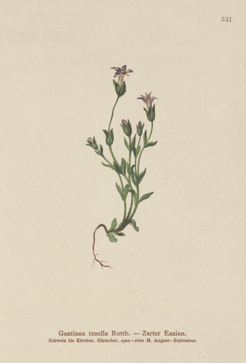Genciana enana de los daneses (Gentiana tenella, Gentianella tenella, Comastoma tenellum) de German School