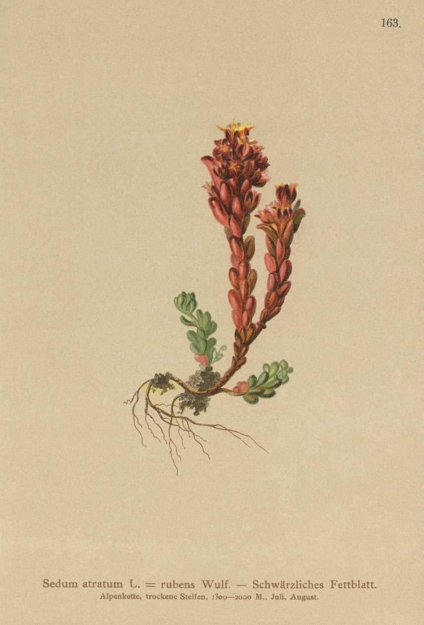 Sedum oscuro (Sedum atratum, Sedum rubens) de German School