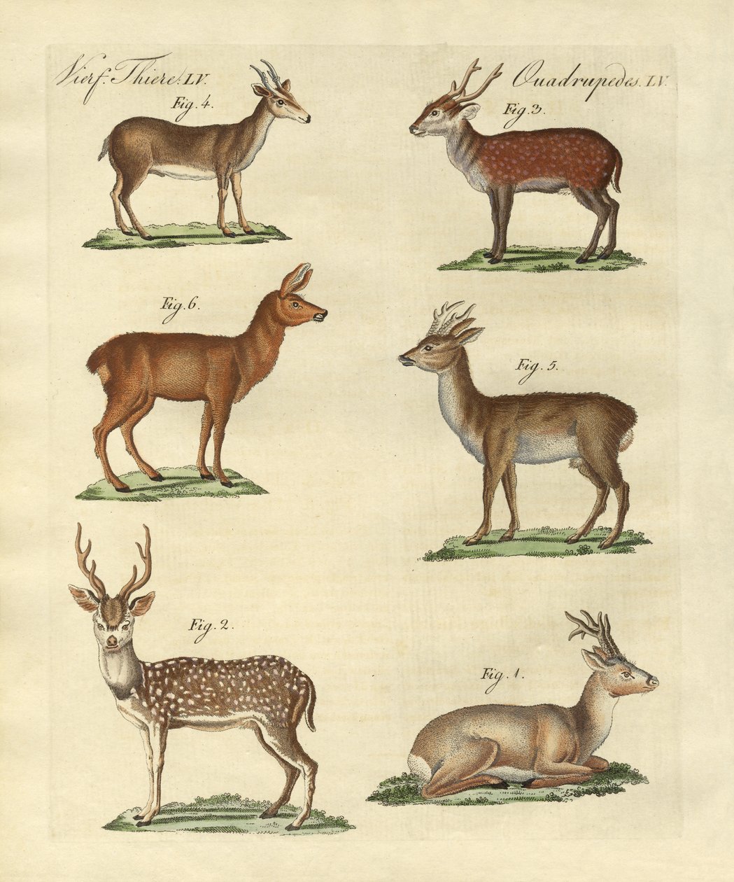 Ciervos y cervatillos de German School