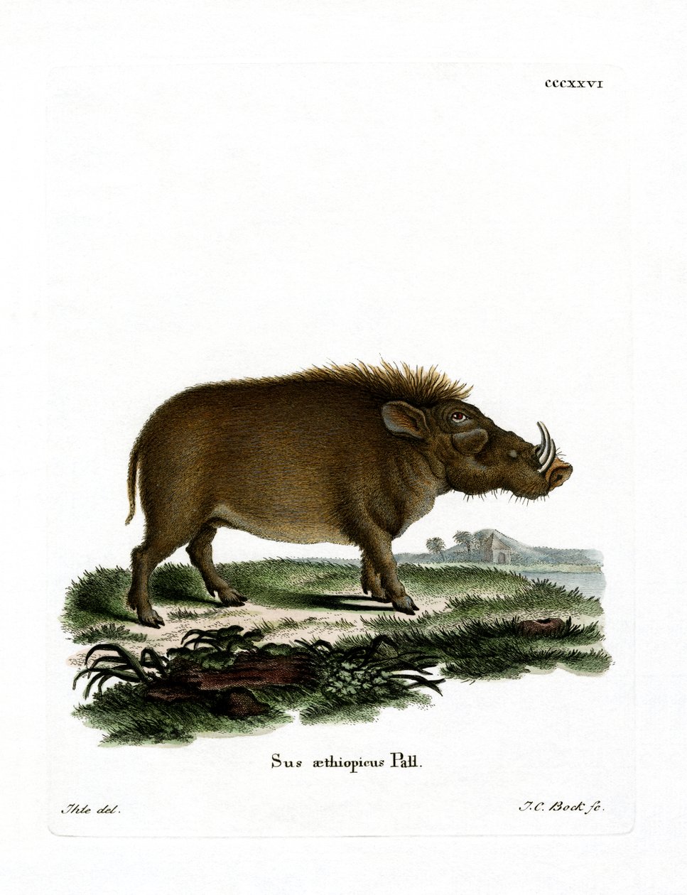Facocero del Desierto de German School