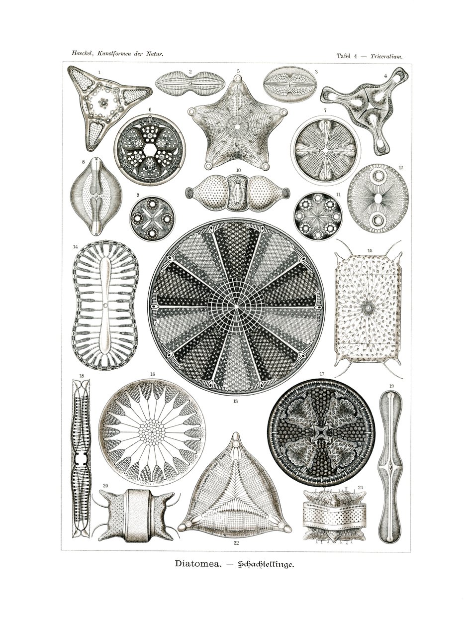 Diatomea, 1899-1904 de German School