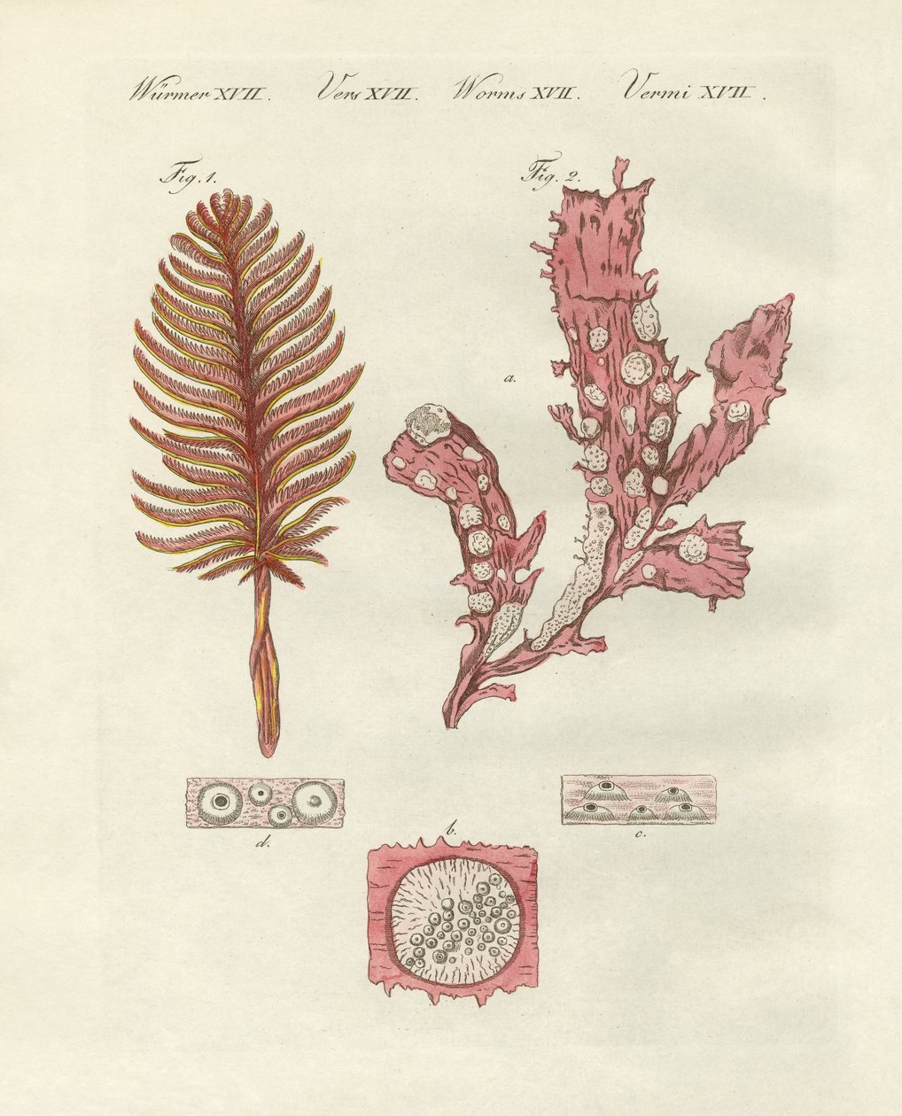 Diferentes tipos de zoófitos o plantas ornamentales de German School
